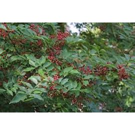 Graines De Poivrier Du Sichuan Type Bio