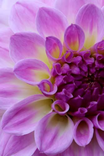 Notizbuch: Blumen Violett Dahlien Pflanzen Gärtner Garten Notizbuch ,6x9 Zoll (Ca A5) Liniertes Buch Zum Reinschreiben, 120 Seiten, Softcover, ... Gästebuch Geschenk Geschenkidee Geburtstag