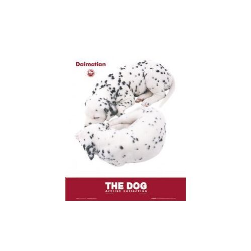 The Dog - Le Chien - Dalamtien - Mini Poster - Affiche / Poster Envoi En Tube