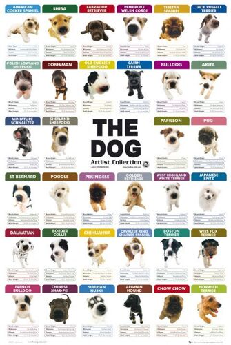 Chiens - Dogs -  - Affiche / Poster Envoi En Tube