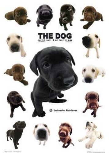 The Dog - Le Chien - Labrador Retriever - Affiche / Poster Envoi En Tube