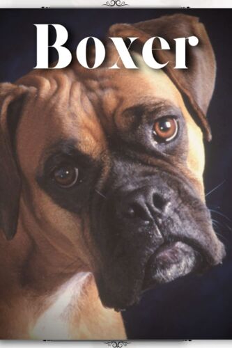 Boxer: Dog Breed Overview And Guide