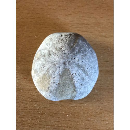 Fossile D'oursin Origine France Gard