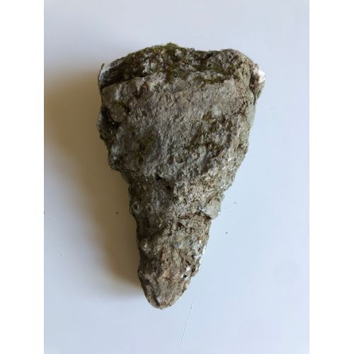 Fossile Turritelle 447 Grammes 125 Mm X 75 Mm