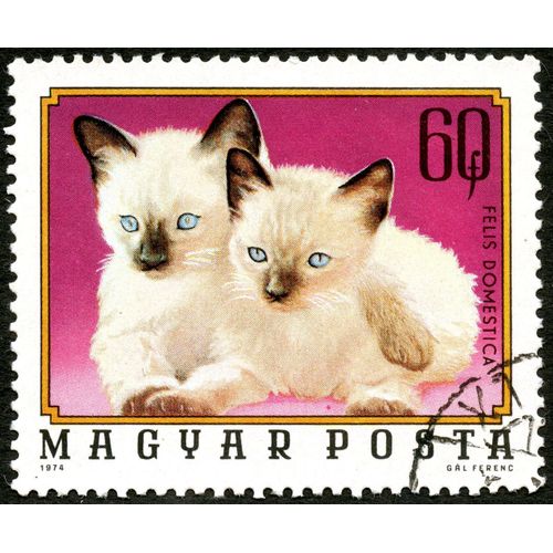 Timbre Oblitéré Magyar Posta, Felis Domestica, 1974, 60 F