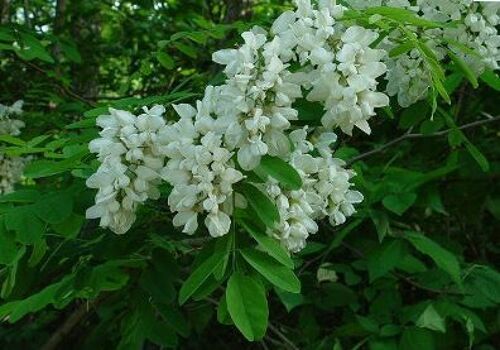 Graines De Robinier Faux Acacia - Robinia Pseudoacacia