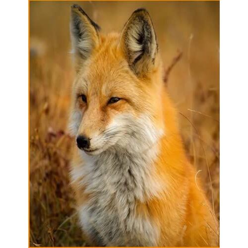 Notebook Fox Cover: 100 Page College Rule; 8.5 X 11