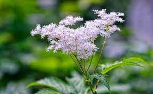 Reine Des Prés (Filipendula Ulmaria), 50 Graines