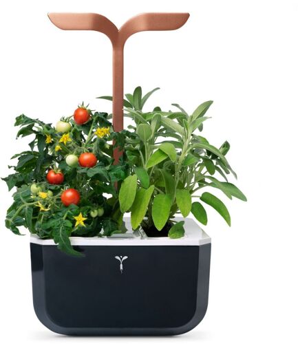 Jardin d'intérieur Veritable Exky Smart Copper / 4 lingots / 1 livre