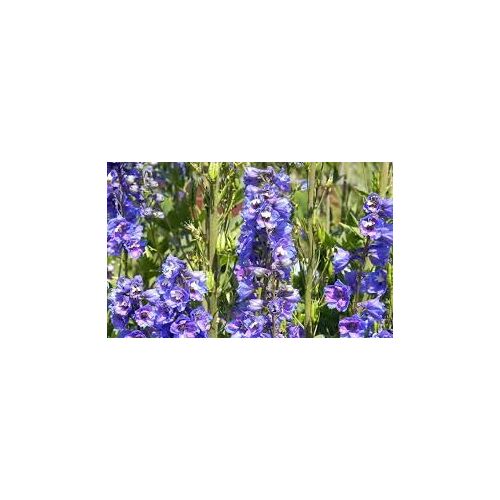 Delphinium Violet 30 Graines