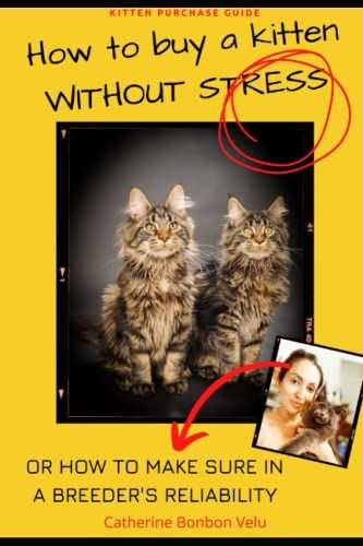 How To Buy A Kitten Without Stress Or How To Make Sure In A Breeder's Reliability: Kitten Purchase Guide