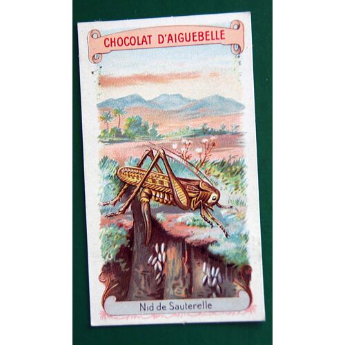 Image Nid De Sauterelle (Chocolaterie D'aiguebelle)