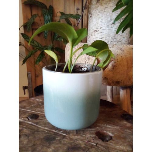 Vase / pot de fleurs