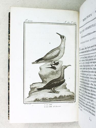 Histoire Naturelle Des Oiseaux, Par Leclerc De Buffon. Tome Vingt-Quatrième [ Tome 24 Seul ] Rédigé Par C.S. Sonnini