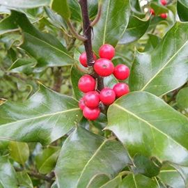 5 Jeunes Pieds De Houx Commun Ilex Aquifolium Arbuste Décoratif Ornement 15 - 20 Cm