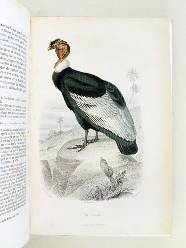 Oeuvres Complètes De Buffon. Tome 5 : Les Oiseaux