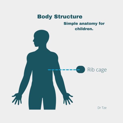 Body Structure: Simple Anatomy For Children. (Medical Sciences For Children)