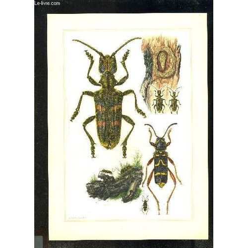 Coffret: Insectes D Europe Et Arachnides Et Myriapodes