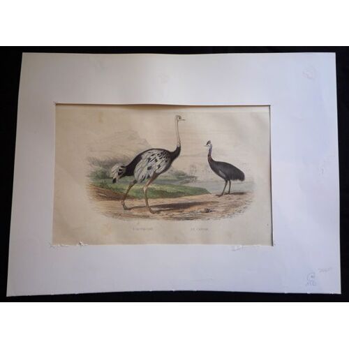 Gravure De Traviès : Autruche, Casoar