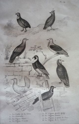 Gravure D'oiseaux De Buffon. Planche 14 : La Caille De La Chine, Le Zénécolin, Le Pigeon Bizet, Le Pigeon Cravatte, Le Pigeon Grosse Gorge, Le Pigeon Nonain, Le Pigeon À Queue De Paon, Le Pigeon De La Jamaïque