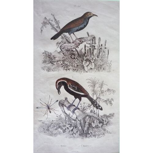 Gravure D'animaux Et Nature De Pedretti. Planche 398 : Mymar, Myiothères