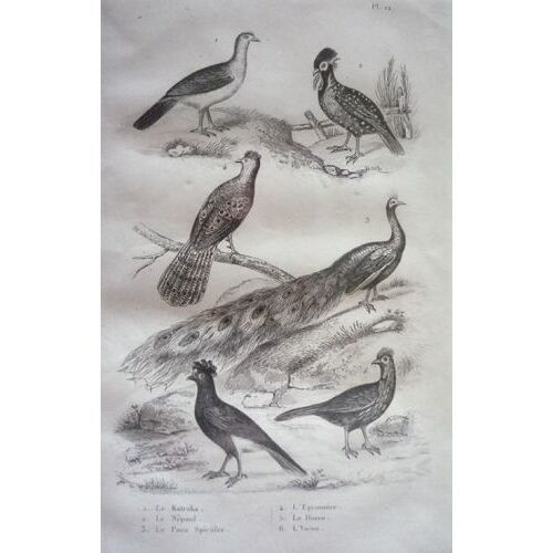 Gravure D'oiseaux De Buffon. Planche 12 : Le Katraka, Le Népaul, Le Paon Spicifère, L'éperonnier, Le Hocco, L'yacou
