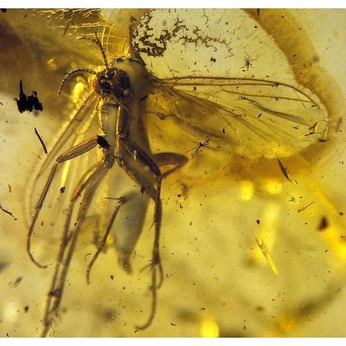 Ambre Fossile De La Baltique (Moucheron+ Parasite)