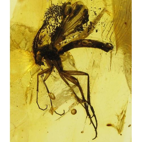 Ambre Fossile De La Baltique Superbe Moustique