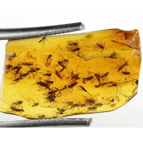 Ambre Fossile De La Baltique  !!! 50 Moucherons !!!