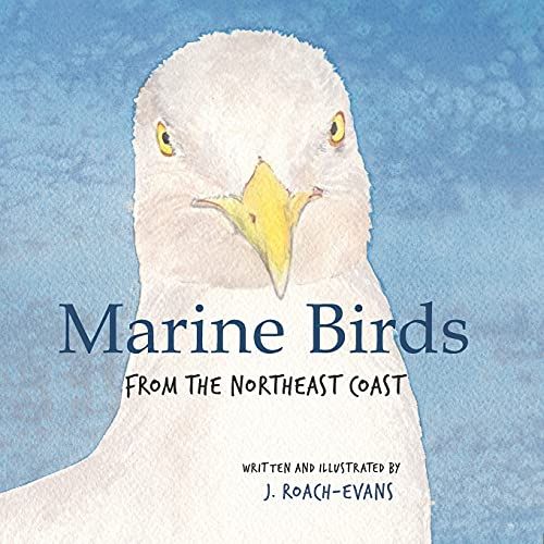 Marine Birds