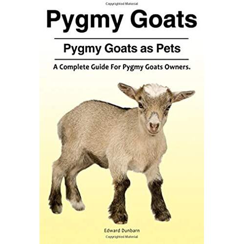 Pygmy Goats. Pygmy Goats As Pets