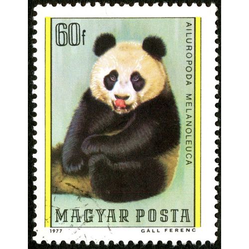 Timbre Oblitéré Magyar Posta, Ailuropoda Melanoleuca, 1977, 60 F