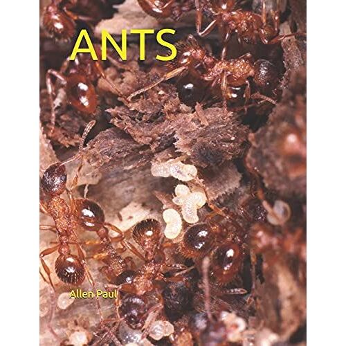 Ants