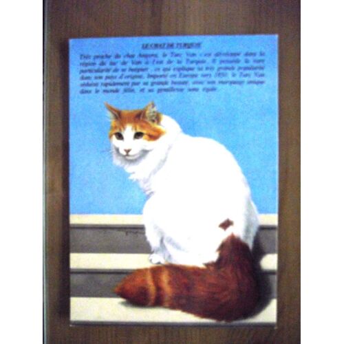 Carte Non Écrite.Le Chat De Turquie.Illustration Jean Marc Pariselle.