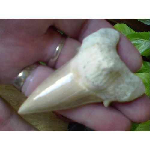 Fossile Dent Requin Otodus Obliquus (Ancêtre Du Mégalodon), 7 Cm.