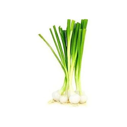 Oignon Variété Primeur 50 Graines