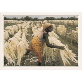 Madagascar, " Séchage De Fibres De Sisal ".