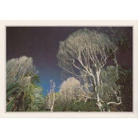 Madagascar, " Paysage Végétal À Sainte-Marie ".