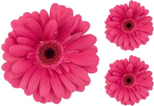 Set 3x Autocollant Sticker Voiture Moto Fleur Rose Deco Enfant