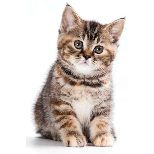 Autocollant Sticker Voiture Moto Animal Animaux Bebe Chat Chaton Tigré Enfant