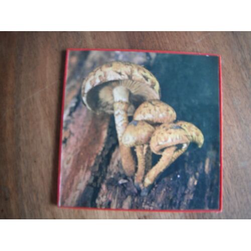 Sous Bock Corbutil Pholiota Squarrosa