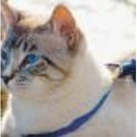 Harnais+Laisse Easywalk Chat S Bleu Poitrail De 23 À 28 Cm