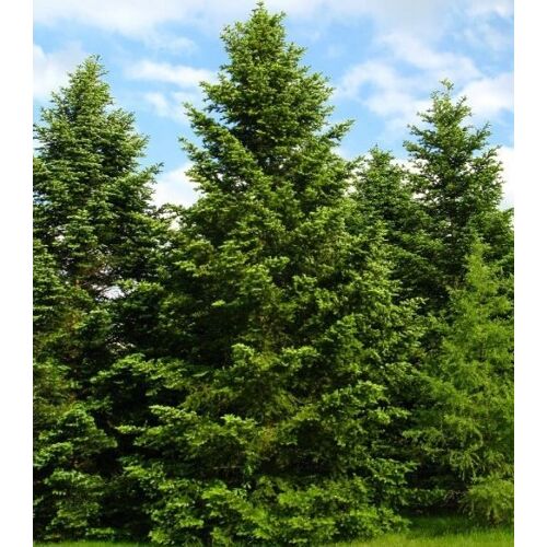 10 Graines Abies Nordmanniana (Sapin Nordmann)