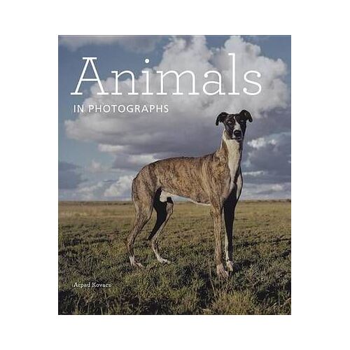 Animals In Photographs