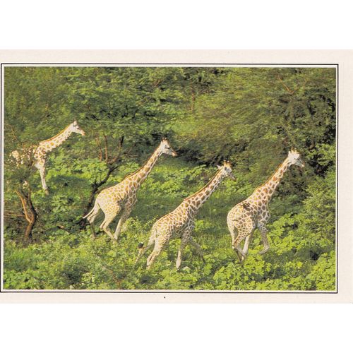 Cameroun, " Girafes Dans La Réserve De Wasa ".
