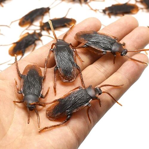 Cafards En Caoutchouc Réaliste, Modèle De Bug, Simulation, Faux, Spécial, Blague, Jouets Drôle, Avec Coque, Lot De 10 Pièces,