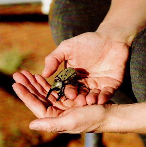 Carton D'invitation De L'exposition De Diana Thater À La Galerie David Zwirner, New York Le 8 Janvier 2015