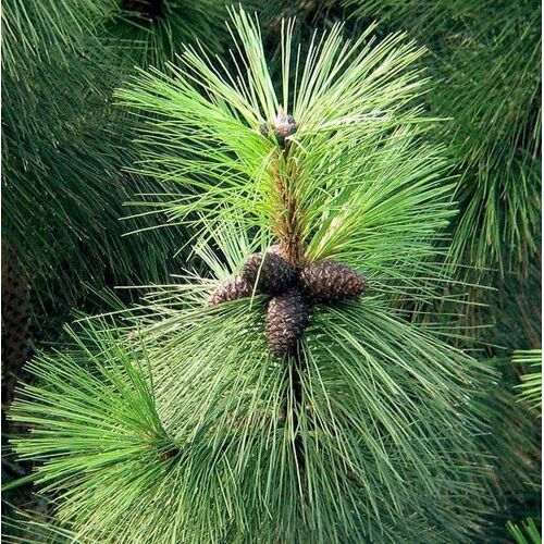 15 Graines Pin Ponderosa (Pin Ponderosa, Pin Jaune, Pin À Bois Lourd) 
