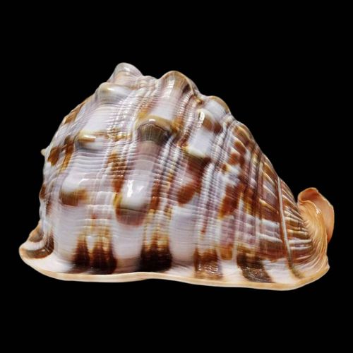 Gros coquillage vintage cabinet de curiosits Cypraecassis rufa 15cm orange