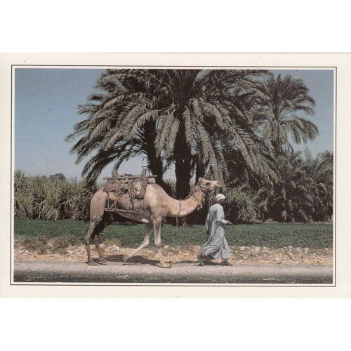Egypte, " Chamelier Et Sa Monture Près De Gournah ".